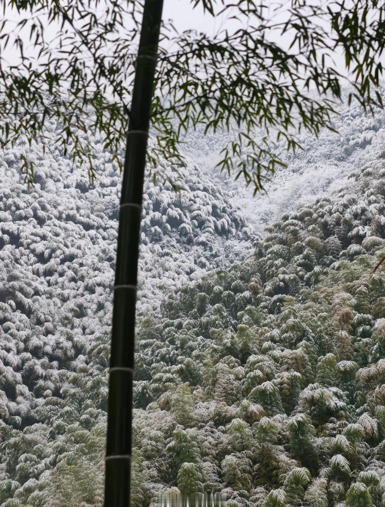 【刚刚，余杭下大雪了！】瑞雪兆丰年！余杭元旦下雪了！2026年第一场雪，如期而至