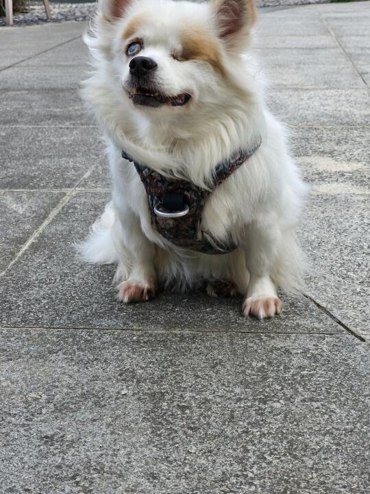 狗狗的微笑治愈一切～