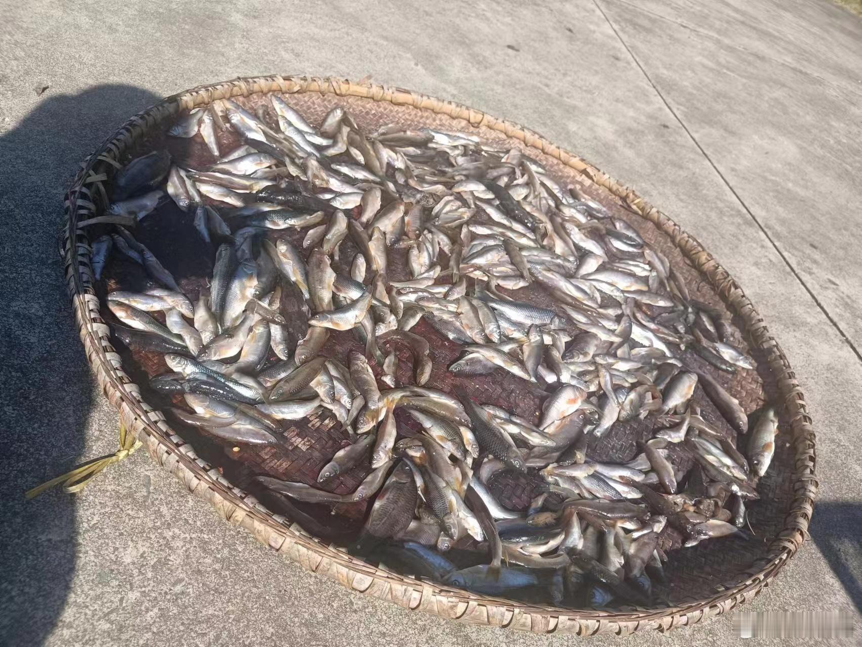 昨天打电话回老家问候叔叔婶婶，就说了句想吃小河鱼小河虾了，本意是让他们去市场买点