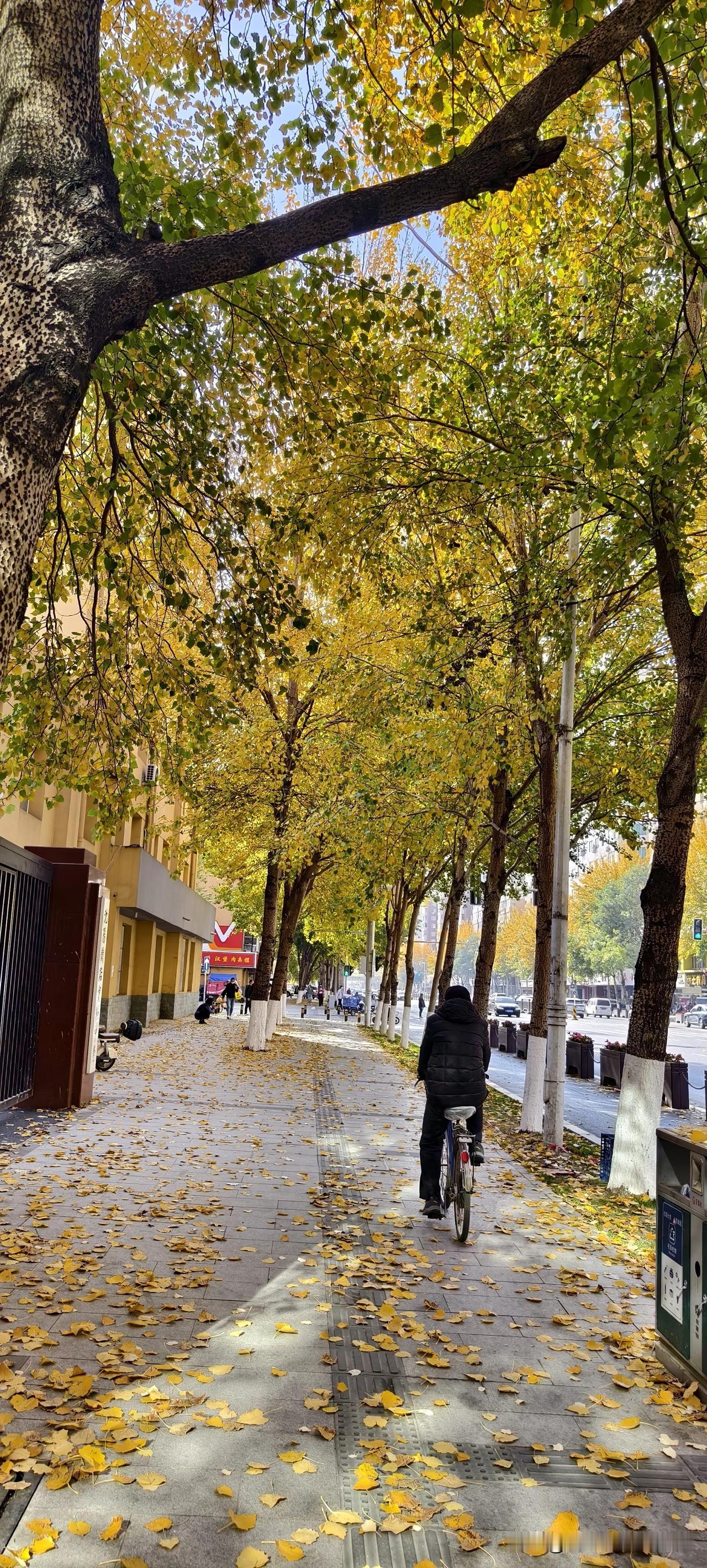 金秋十月，落叶纷飞