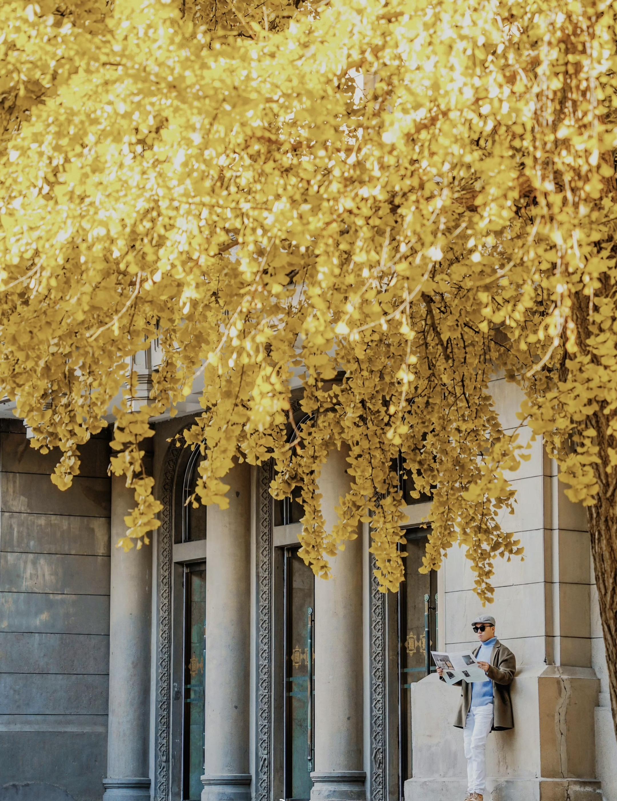 🍂法式复古银杏人像大片如何拍📷干货攻略❗️。最近的西安满城遍地黄金...
