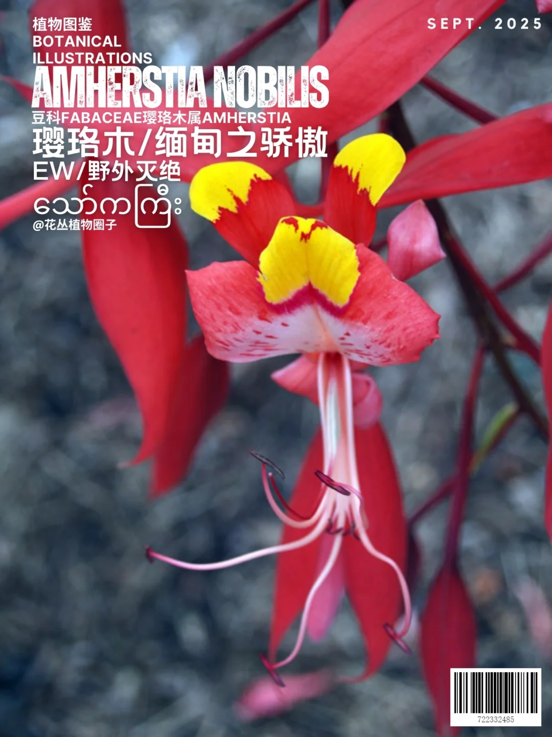 缅甸之骄傲Amherstia nobilis