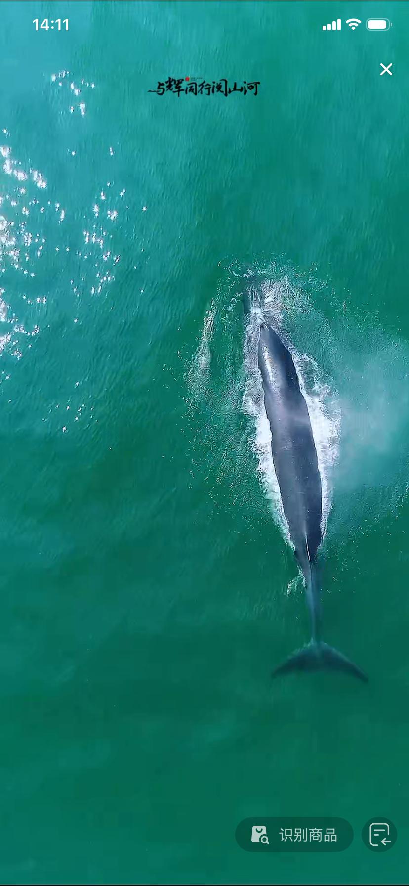 董宇辉又来广西卖货了，第一站就带网友到涠洲岛看布氏鲸。布氏鲸的最佳观鲸季是12月