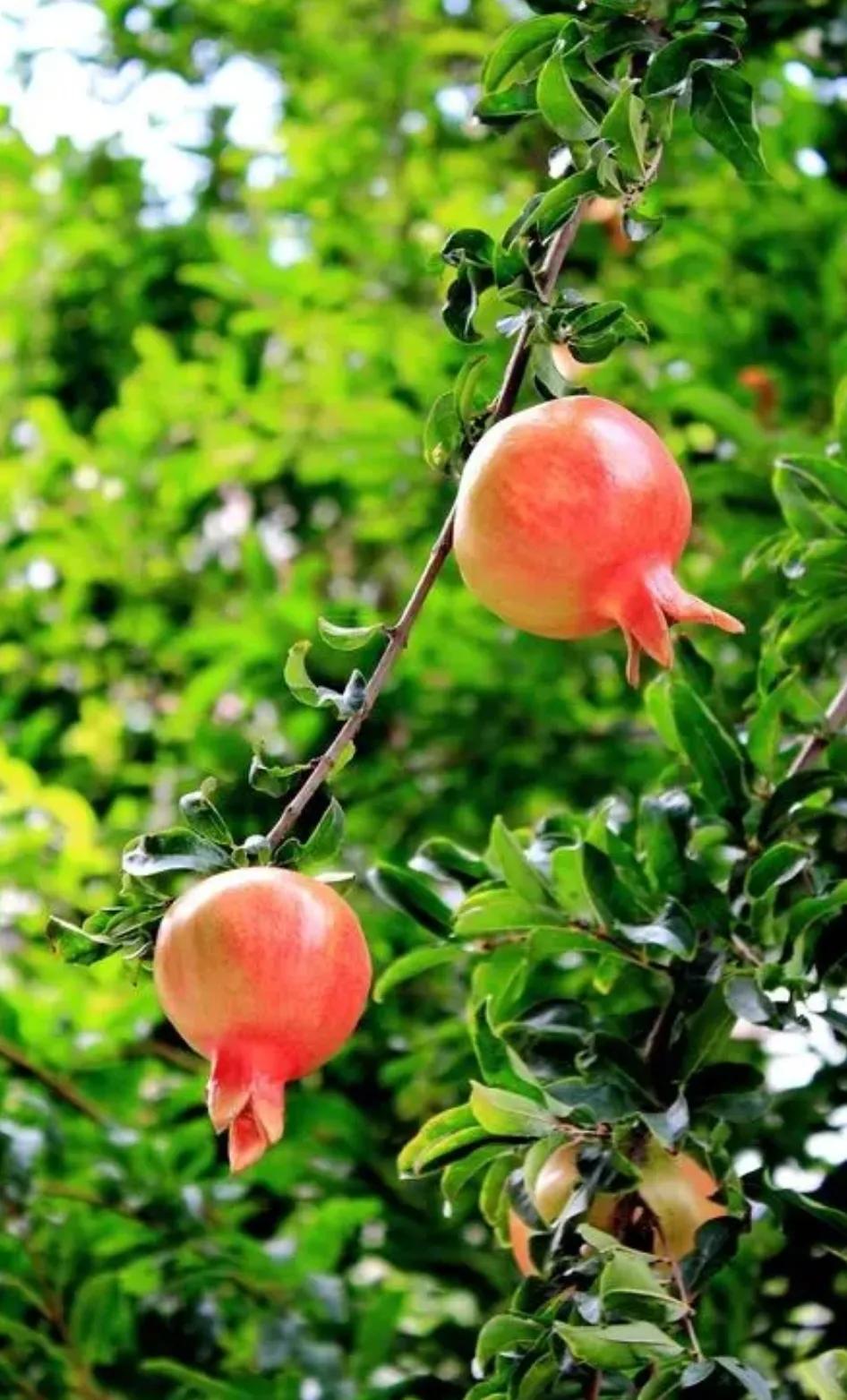 △△新秋随笔△△
石榴着红忙，西风送清凉。
树木感秋早，枝条见叶黄。
暑炎随散去