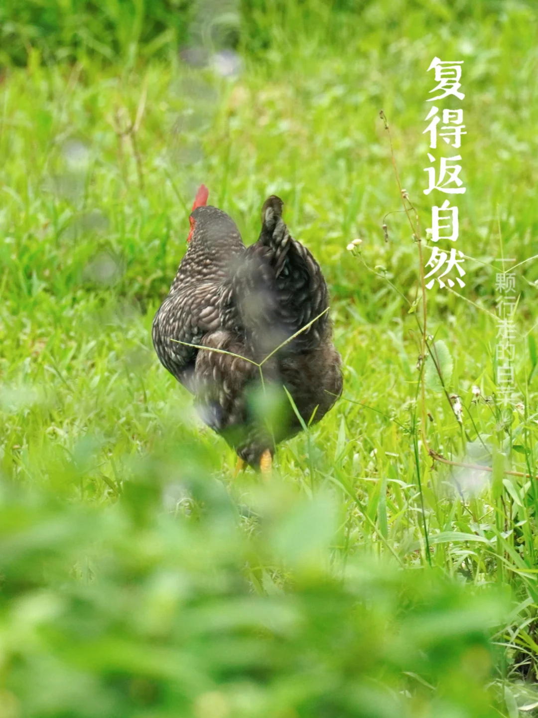 深自然 | 待在村里，得返自然