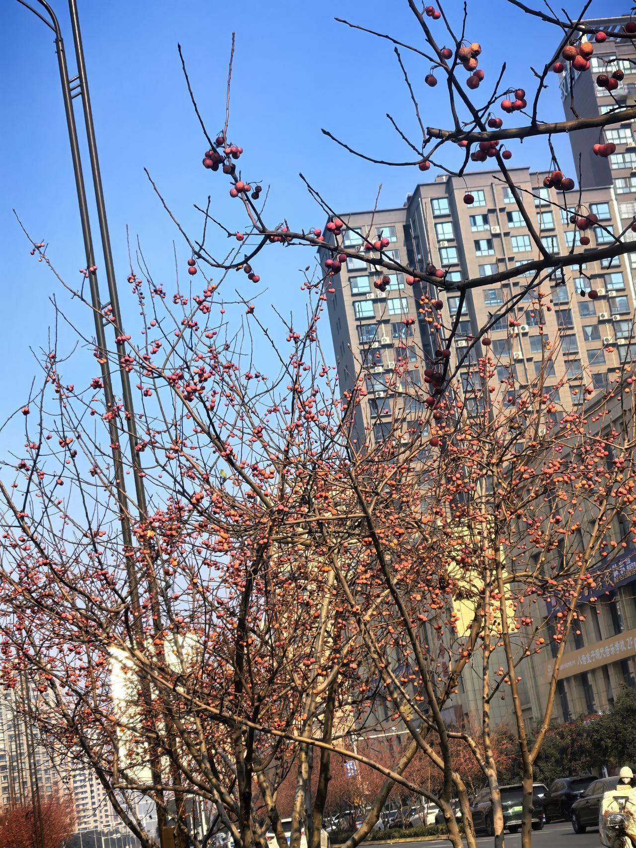 晒图笔记大赛远看满树的红果果，我还以为是假的，挂上去的啥装饰品；走近细瞧瞧，是真