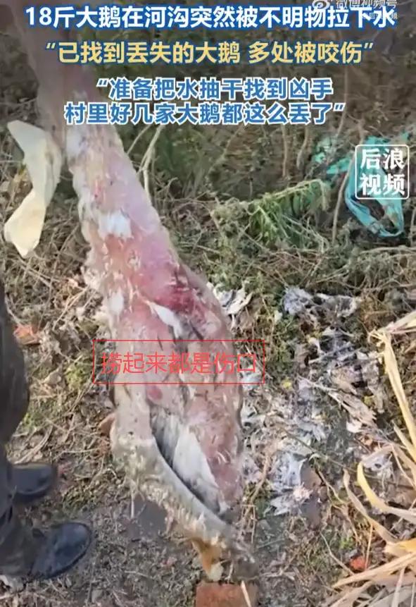 要说这世上的事儿，真是比那说书的嘴还快，比那变戏法的手还玄，前脚刚称好的十八斤大