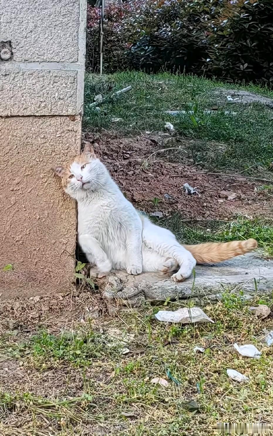 死又死不了，  活又活不好 ，
一只生无可恋的猫靠在墙角，
 它有究竟经历了什么
