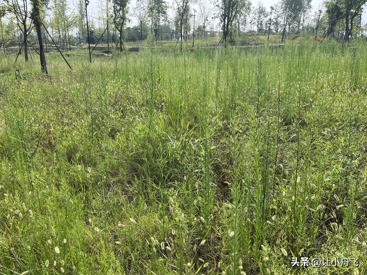 现在的这个问题，不是又建成了什么公园。而是公园的维护问题了。现在很多小城都建设的