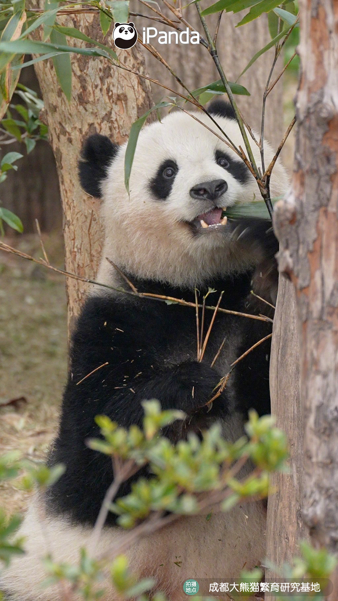是谁被基花的美貌击中了！哦是我啊熊猫趣图 大熊猫北川
