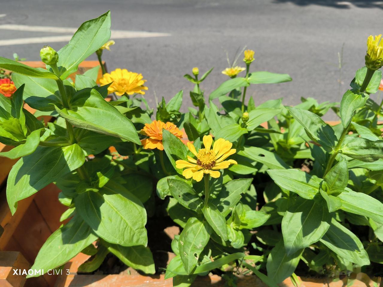 雨过天晴[微风]，用小米Civi3捕捉夏至的片段，原图直出，大家觉得这个效果怎么