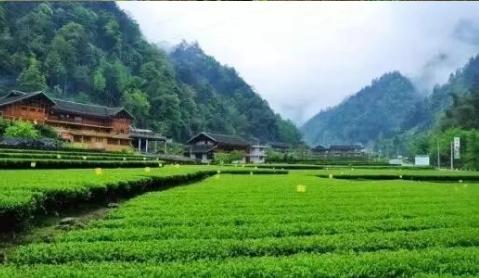 醉乡春.华夏春早
文/逍遥仙
欲唤立春来到。还惧酷寒难了。
白雪化，腊梅开，莺唱
