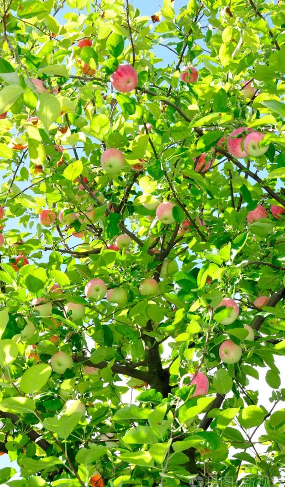 △秋日随笔△
处暑一露惊秋凉，
清风偷送桂花香。
野菊依笆开几朵，
丝瓜扣缝爬满