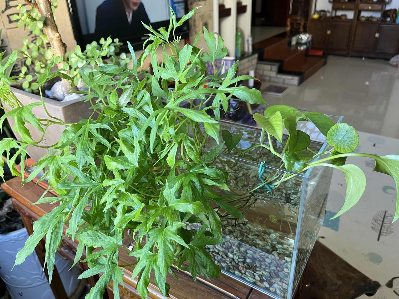 我今天做了一个决定，把孔雀鱼按照雌雄分开养了，公的在一起，母的在一起。

为啥呢