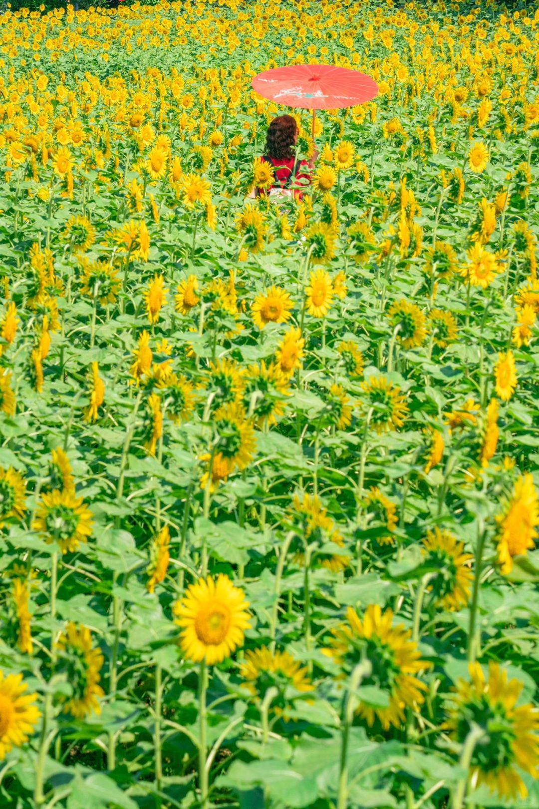 广佛线好去处🚇这个森林公园真的是美疯了🌻