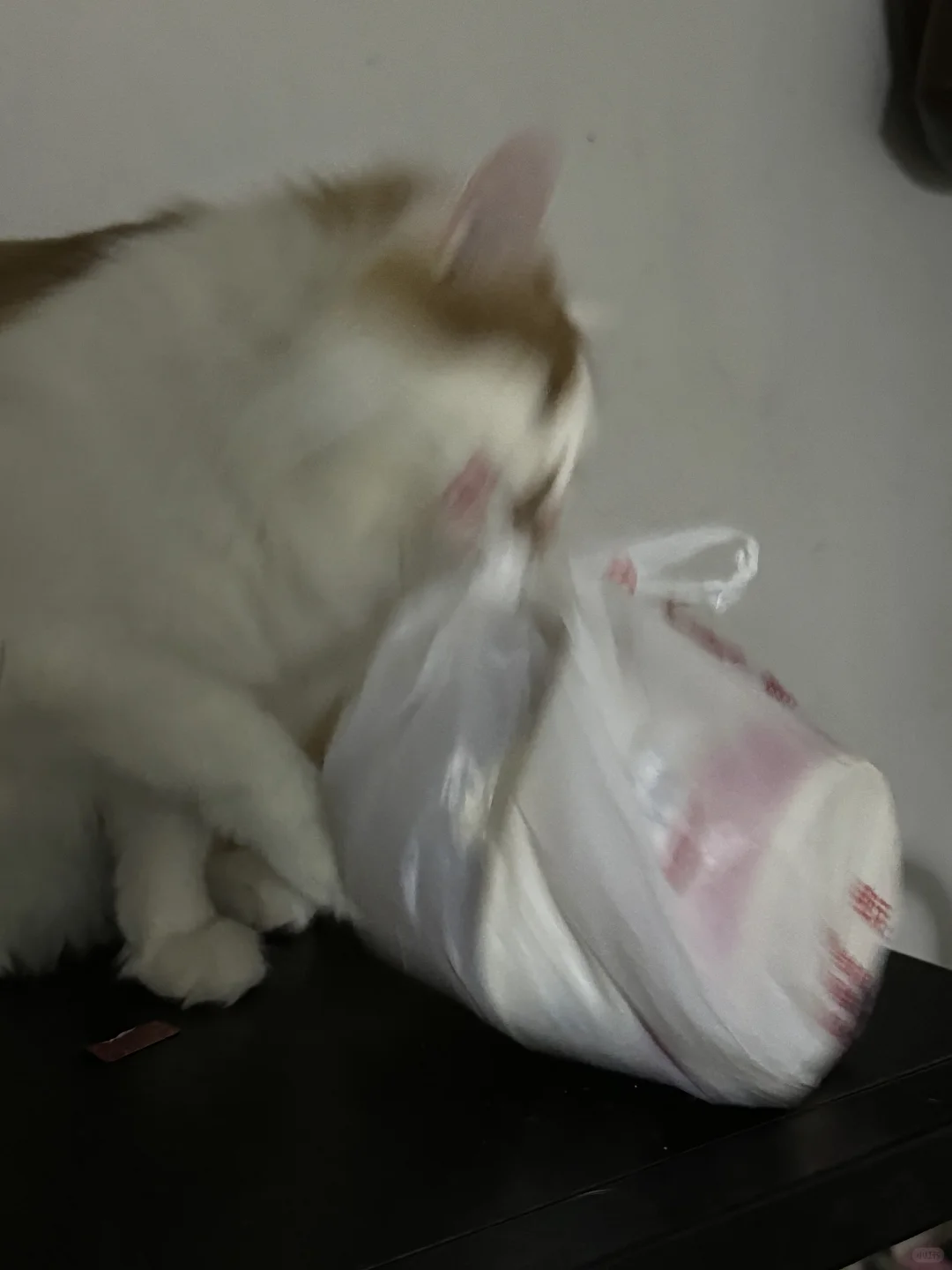偷外卖的小猪咪
