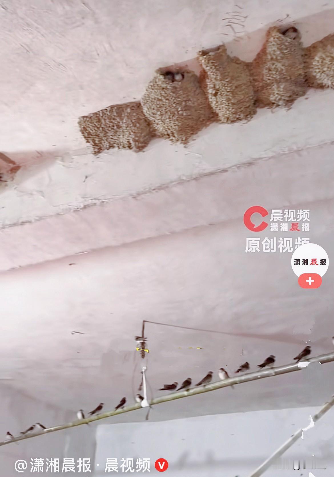 良善之家，百鸟来栖……
湖南邵阳的伍女士，家里和燕子相守相伴整整二十多年，太让人