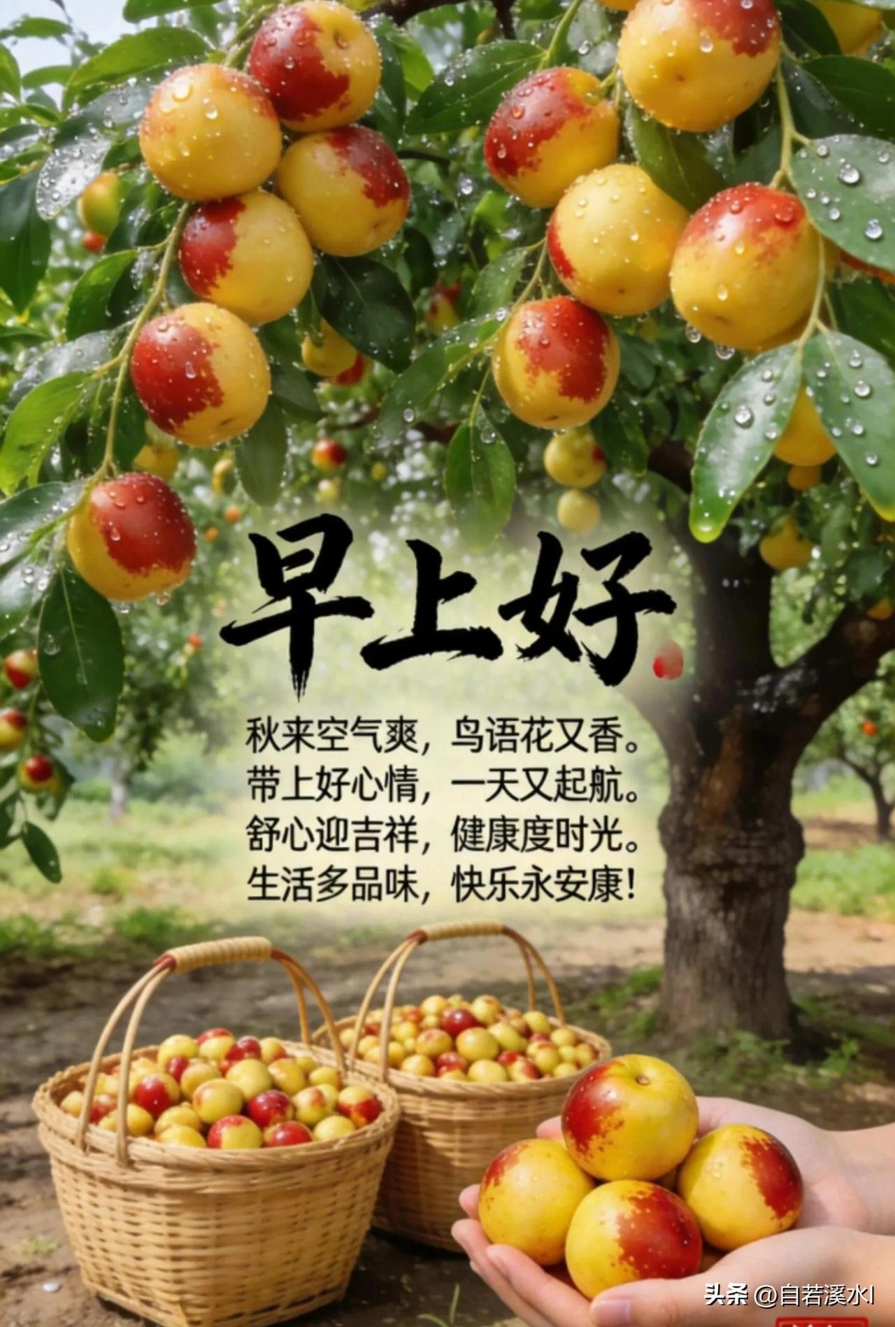 秋枣盈枝，甜伴晨光，愿日子甜润，平安安康，早安。