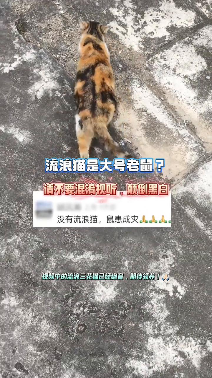 流浪猫是大号老鼠？请不要混淆视听，颠倒黑白。
没有流浪猫，鼠患成灾。视频中的流浪