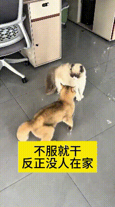 看到这个视频，俩猫趁家里没人直接开打，毛都满天飞，真是又好气又好笑。夏天开窗通风
