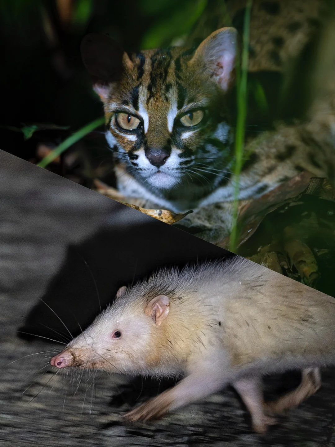 快看！野生“猫和老鼠”