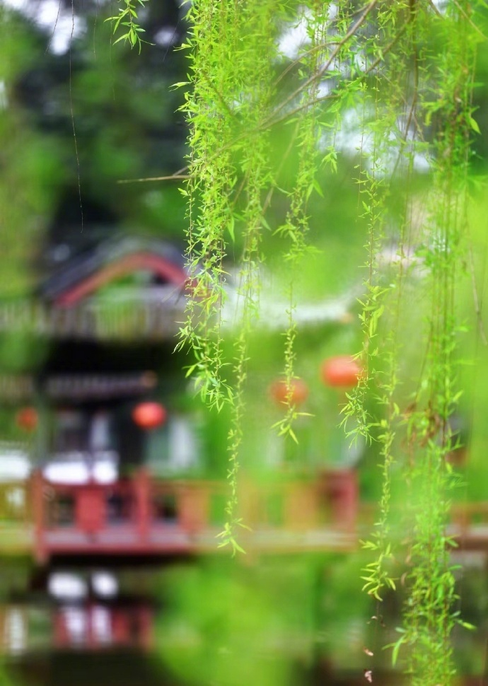 “ 碧玉妆成一树高，万条垂下绿丝绦 ... ” ​ ​​​旅游旅游[超话] ​​