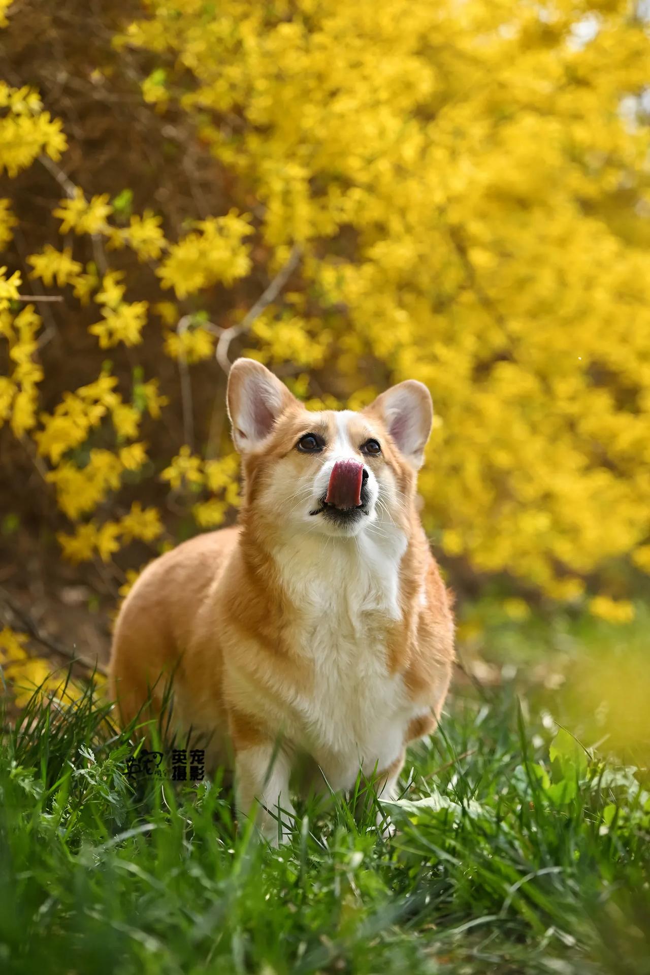 春天的限定色，是黄花的明黄，和小狗眼里的光🥳
【北京花海拍摄】