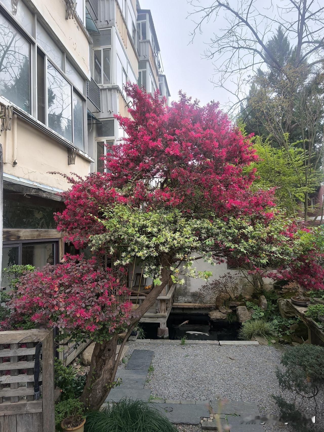 美在自家，香溢四邻！
     小区一楼有户人家，前年在小院子里移栽了一棵樱桃树