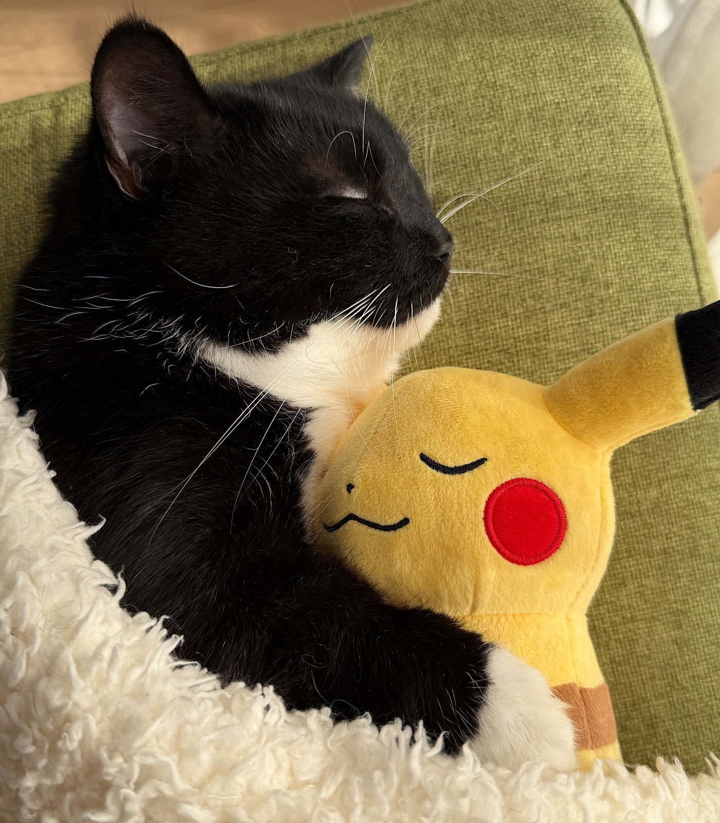 猫猫和你说晚安~ 