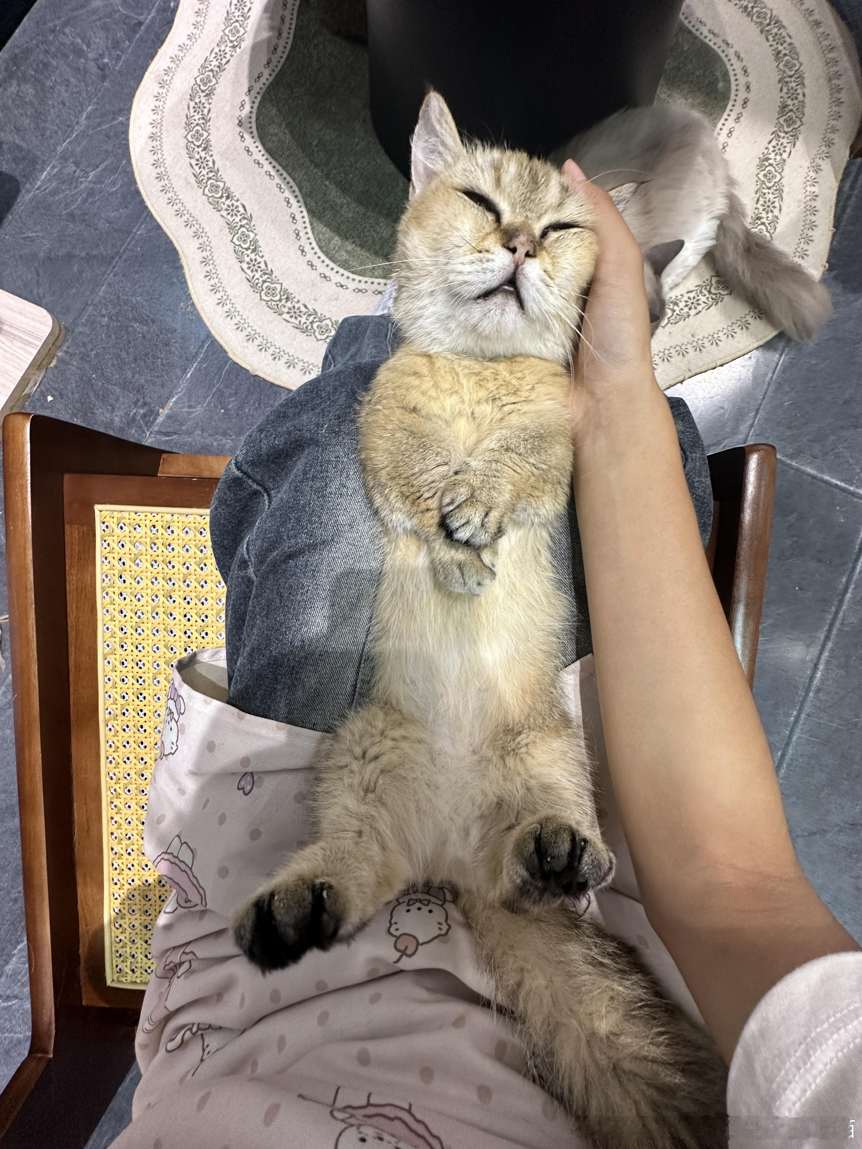 50042【丑猫】这个年纪的孩子怎么睡得着的 