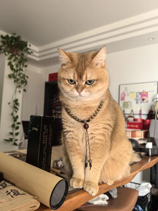 人，让你见识一下嫡长咪的威严