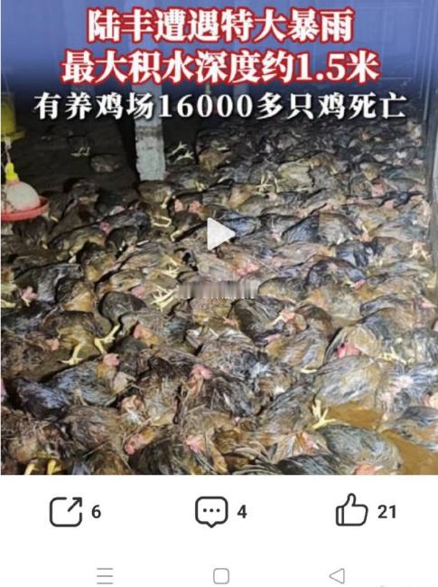 广东暴雨天淹死16000多只鸡 6月14日至15日，陆丰市遭遇五十年一遇的特大暴