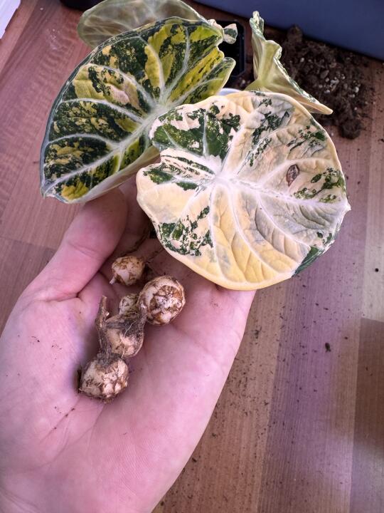 海芋繁殖➡️挖蛋