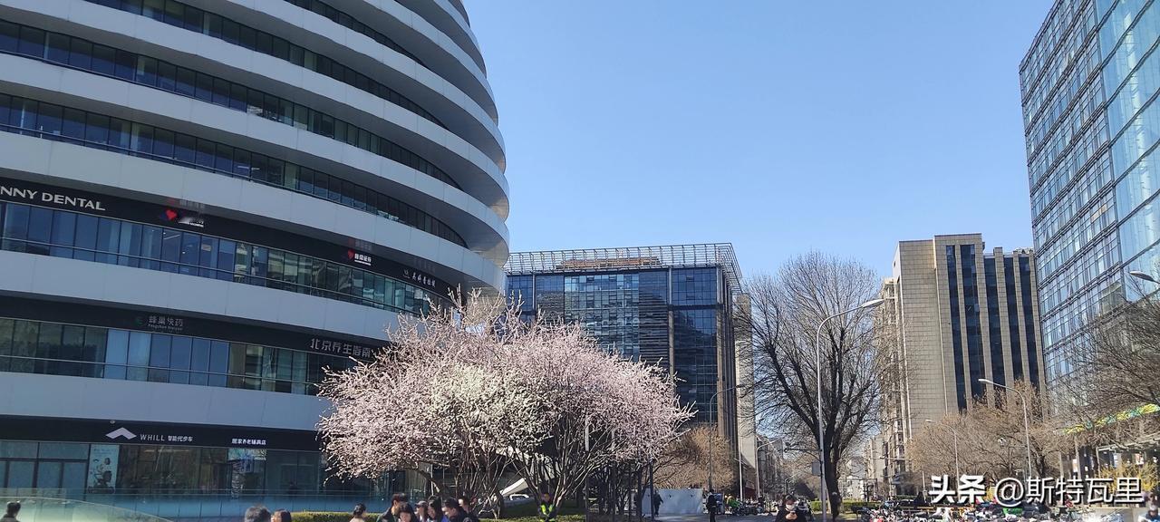 一张图记录春日美景钢铁丛林中的春天，您知道这是哪里吗？