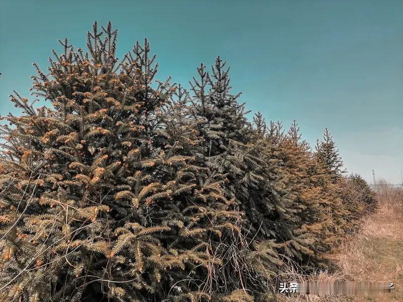 分享下我拍树木照片的经验。冬天拍腊梅，很多人只拍出几朵蔫黄小花，画面杂乱没意境。