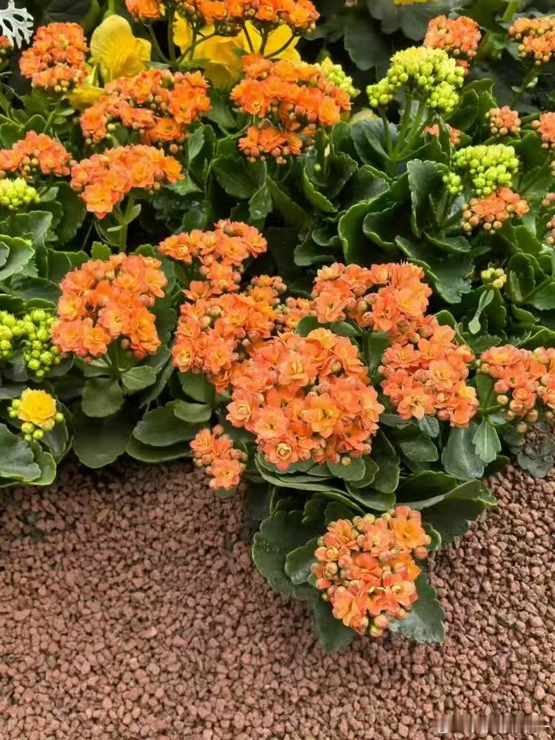 花展最全打卡指南来了北京花境一步一景太美了春日京城繁花盛放，精致花境错落有致，步