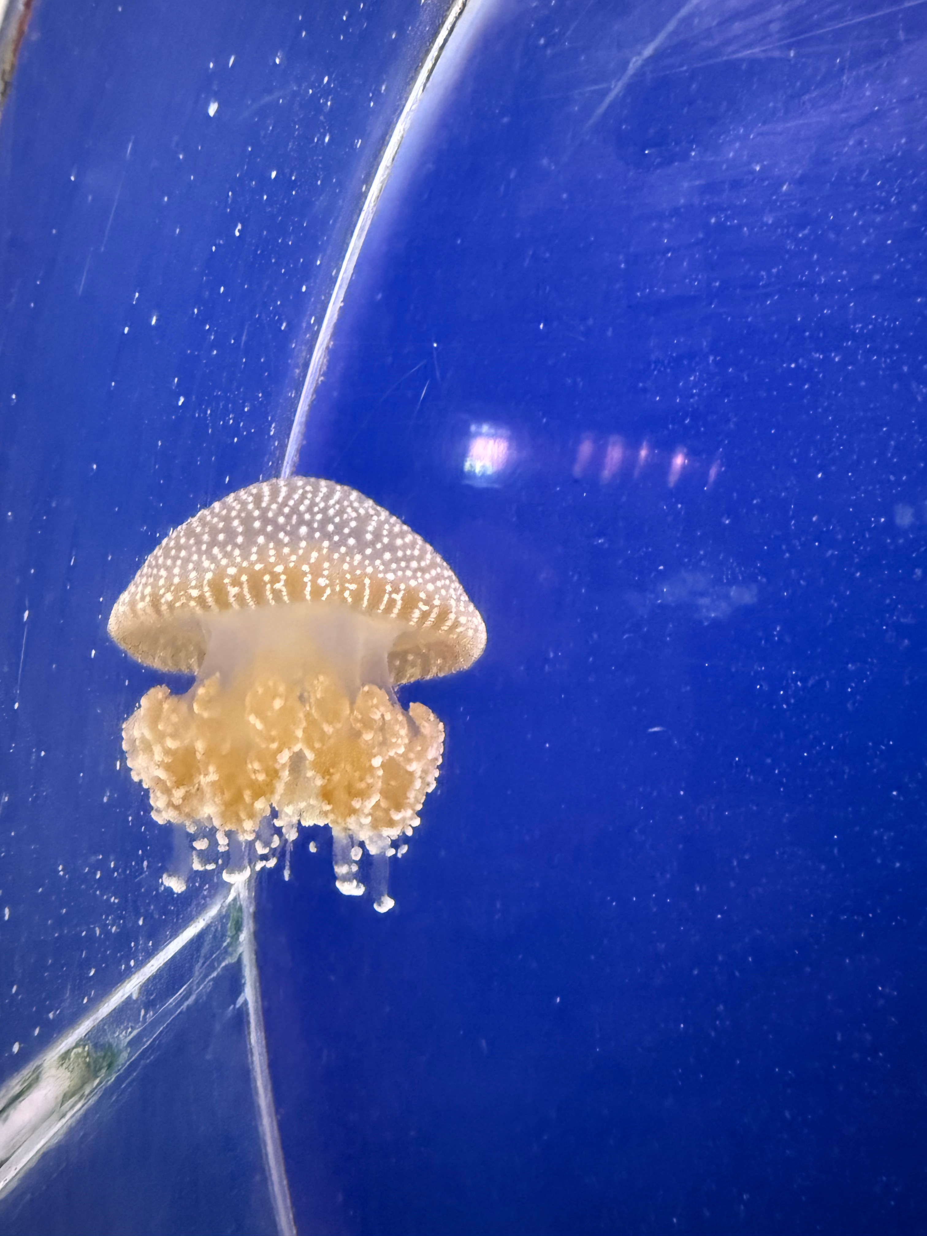 比新加坡的海洋馆物种丰富  ​​​