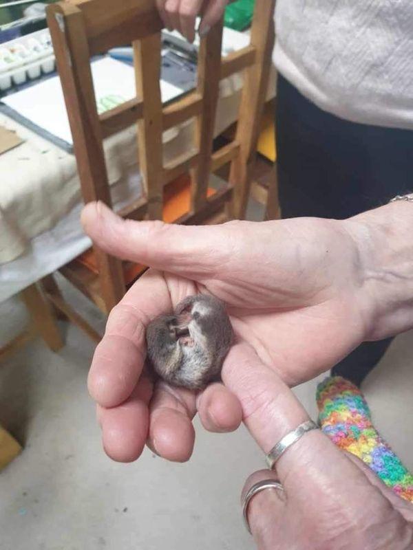 澳大利亚塔斯马尼亚（Tasmania）一名女子在清理家里的食物储藏室，发现橱柜的