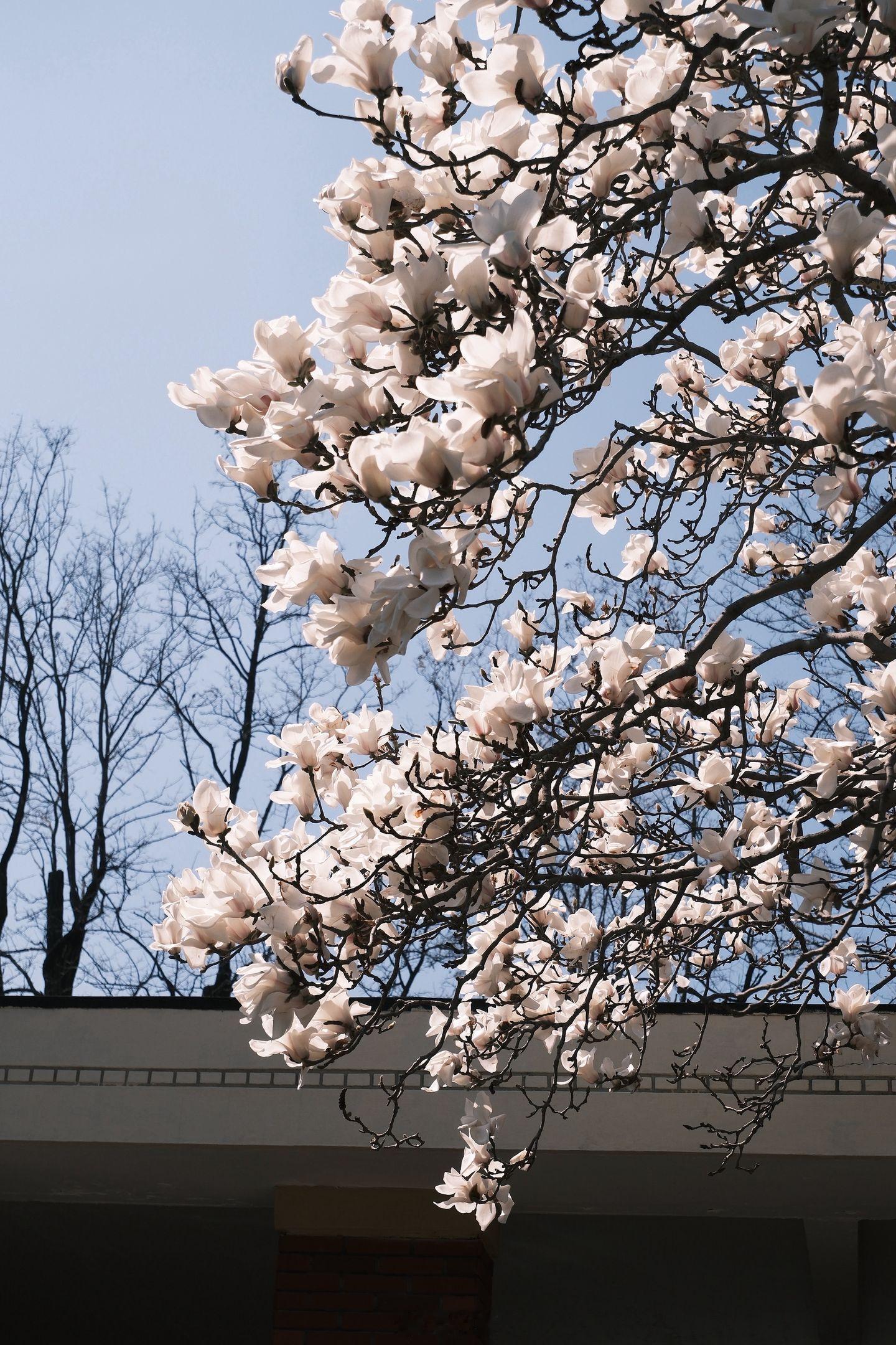 小菌 早朋友们玉兰花 希望春天你是真的要来到 