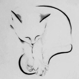 鸽球热逛体育
