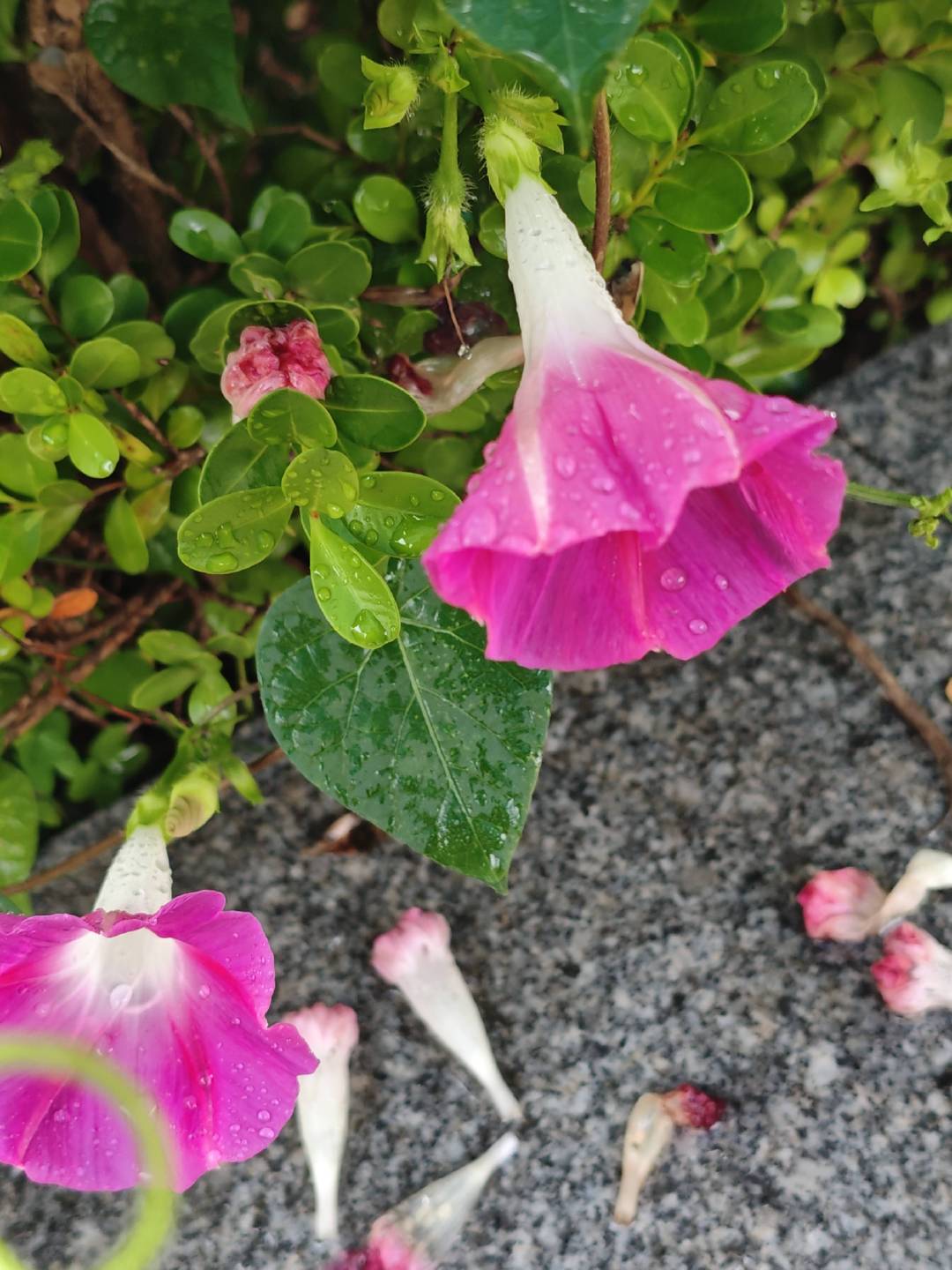 孩子内心生出所谓 “恶” 的念头时，大人不必立刻掐灭萌芽，耐心观察、静静等候，才
