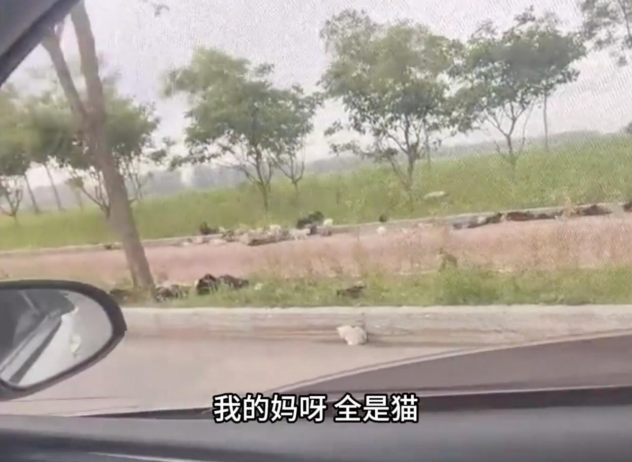 早上六点半的沈阳洪盛路，晨雾还没完全散，开车路过的司机突然踩了刹车——路边的辅道