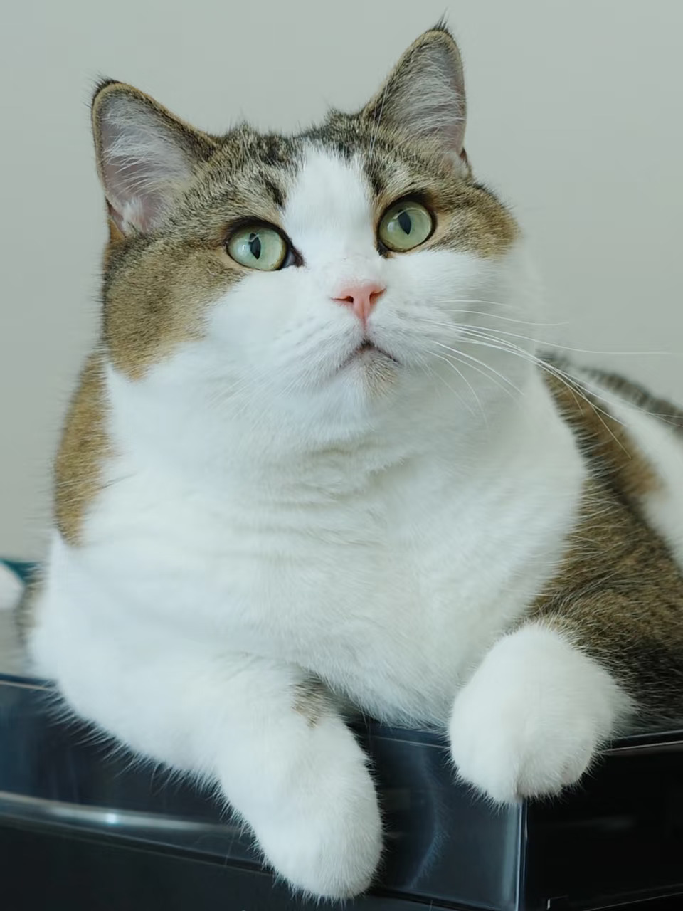 这是我的小猫