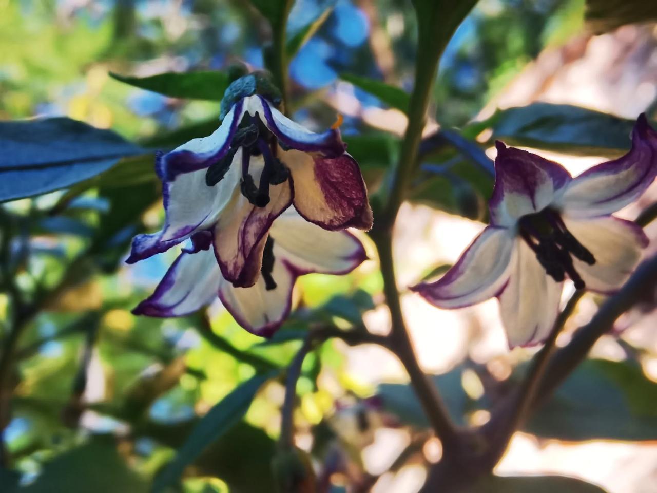 谁知道这是什么花花？花向下开、向上开，其区别是什么呢？