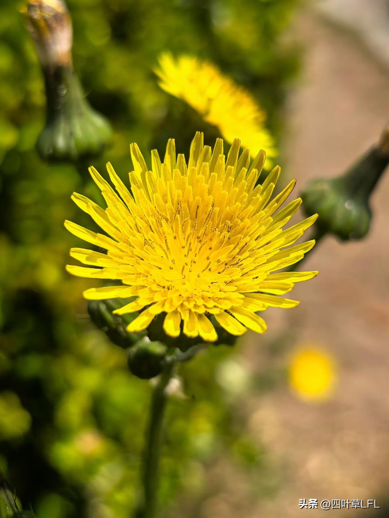喜欢拍照，看到美的事物都想拍下来，阳光下金黄色的小野花，生机勃勃，绽放出生命的美