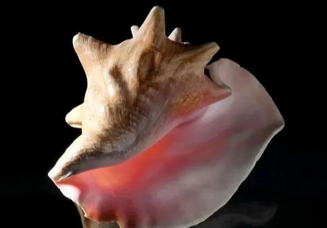 2021年，安徽蚌埠某女花59元买了几只海螺食用，结果竟吃出一粒黄色的小珠子。女