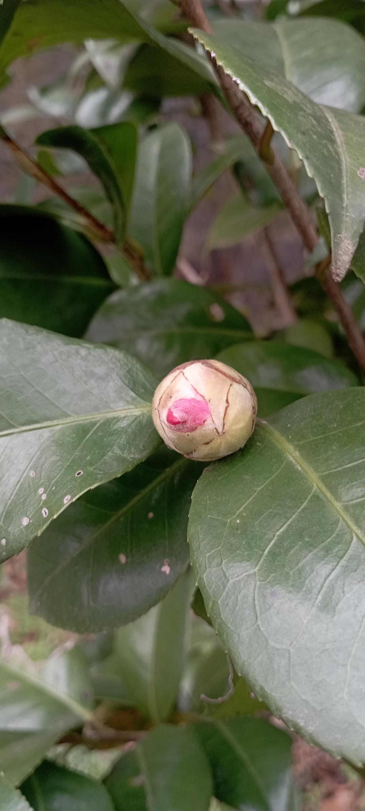 春天来了，山茶花开了！
今天虽然还是正月初三，但由于立春在去年，所以今天已经是雨