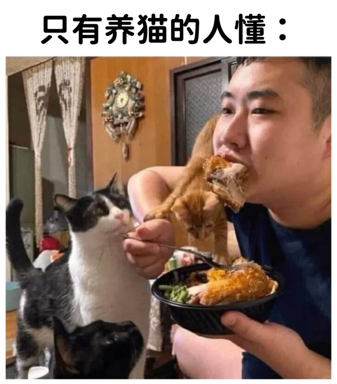 关于小猫咪的梗图🦴
