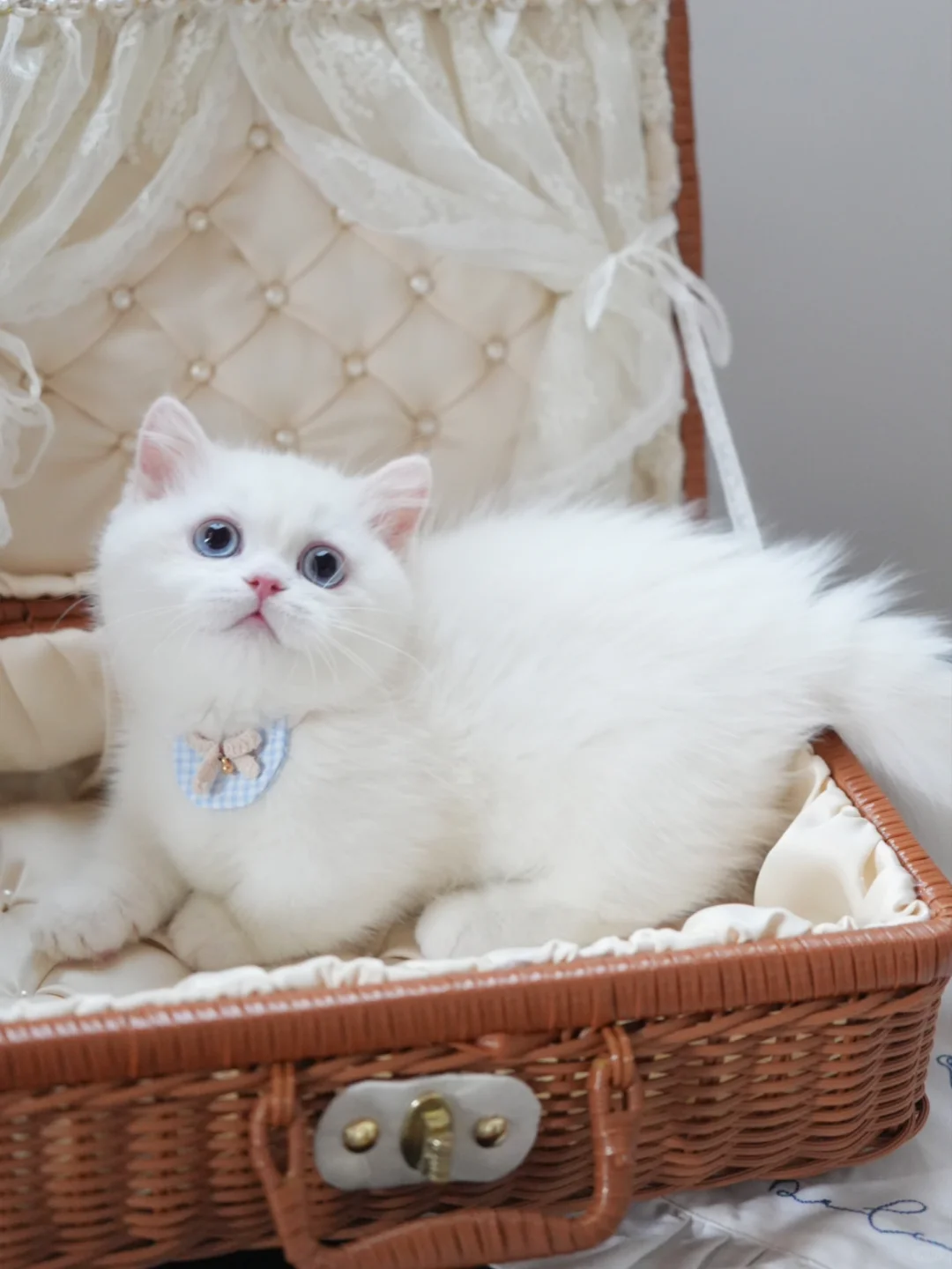 蓝眼纯白曼基康矮脚猫
