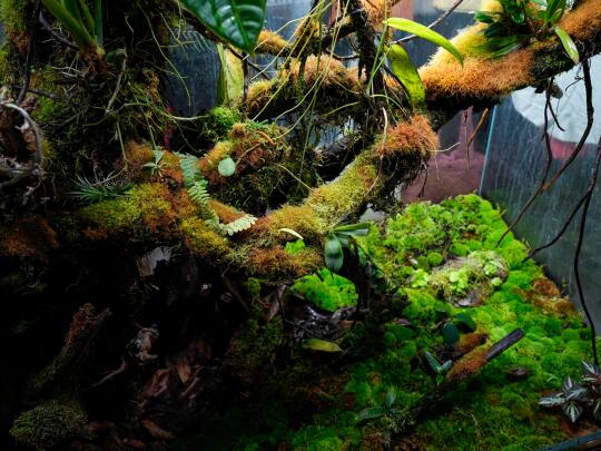 看到雨林缸底部的那坨石头了吗？有食虫植物
